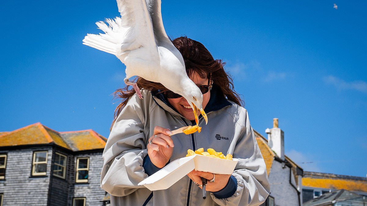 alert-–-beat-the-seagull-bullies:-how-you-can-avoid-being-targeted-by-the-feathered-thugs-menacing-britain’s-beaches-stealing-snacks-and-attacking-dogs