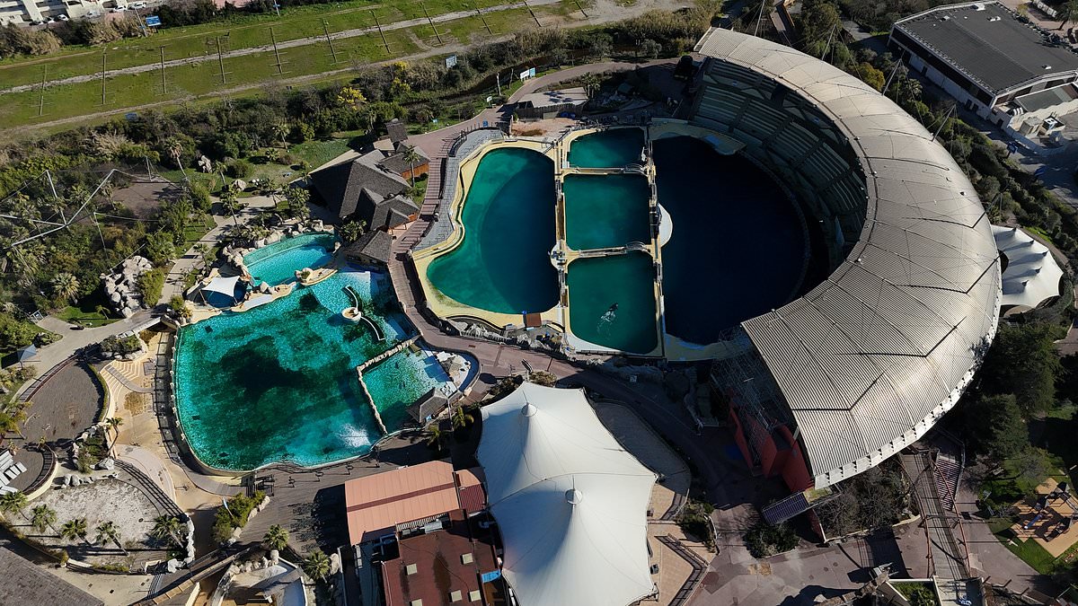 alert-–-the-french-bureaucrats-who-may-have-doomed-abandoned-aquarium-orcas-to-die…-and-why-red-tape-leaves-them-trapped-in-a-hellish-existence