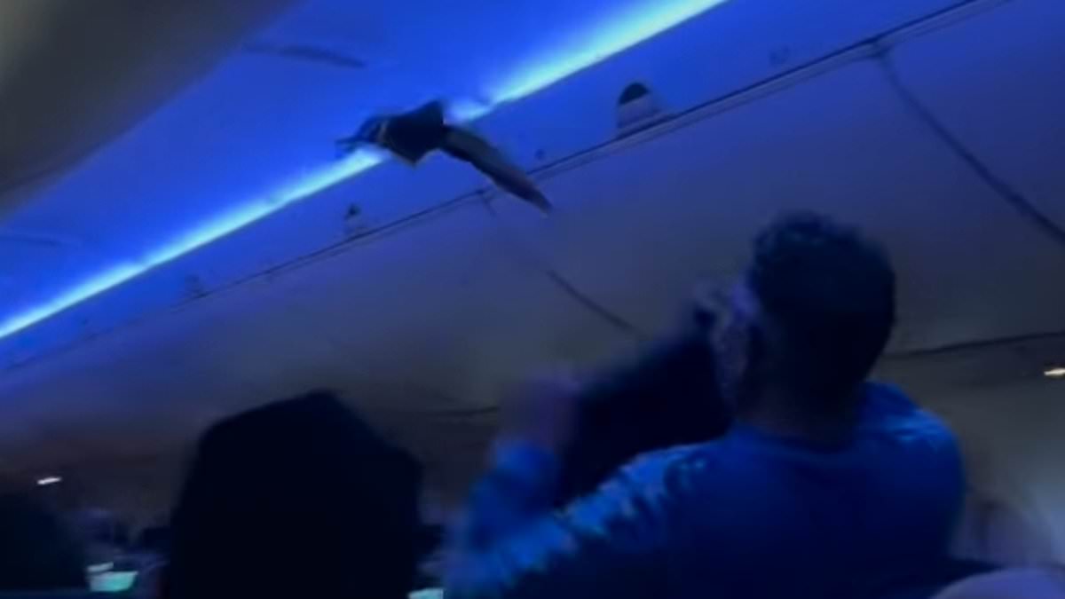 alert-–-chaos-as-two-pigeons-board-delta-flight-as-passengers-scramble-to-catch-them