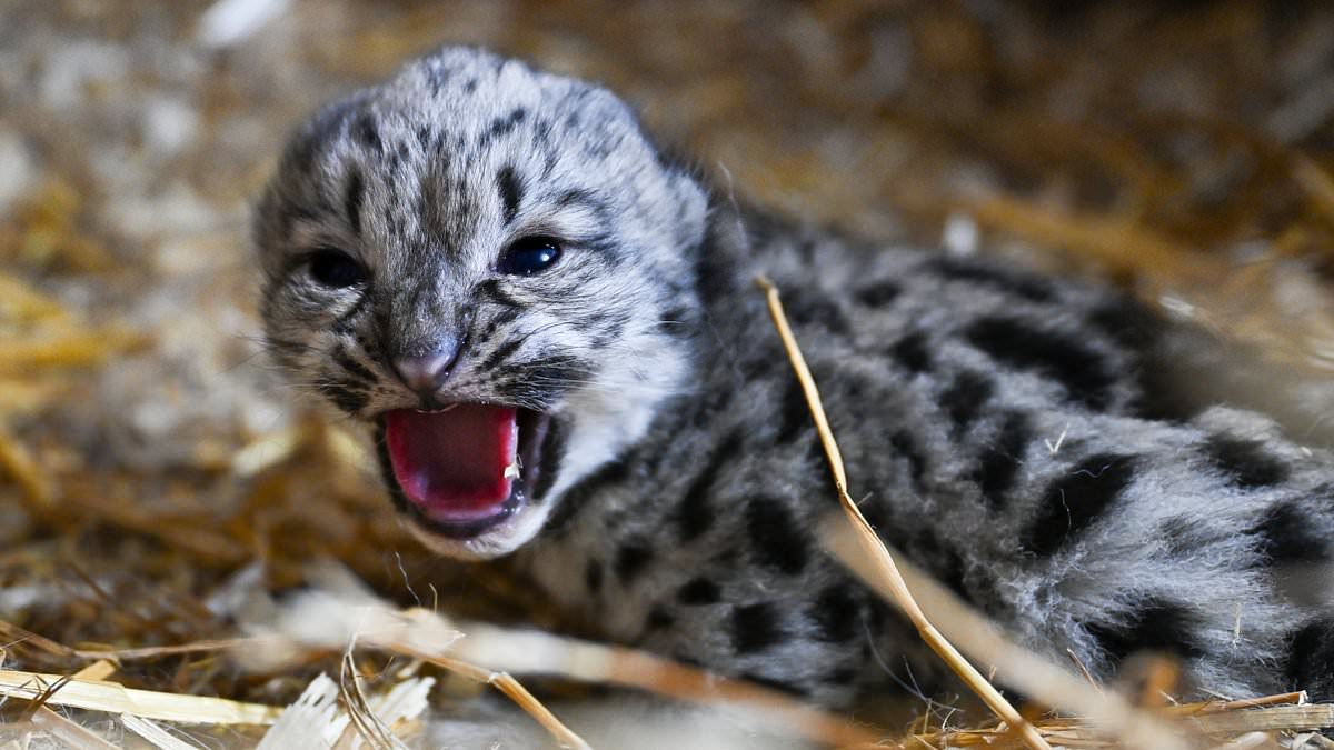 alert-–-what-a-lovely-little-lady!-kent-animal-sanctuary-announces-birth-of-sweet-snow-leopard-cub 