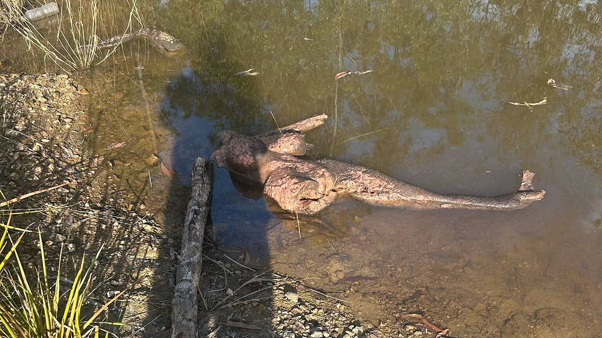 alert-–-chilling-bushland-discovery-rocks-queensland-police-search-for-missing-teen-pheobe-bishop