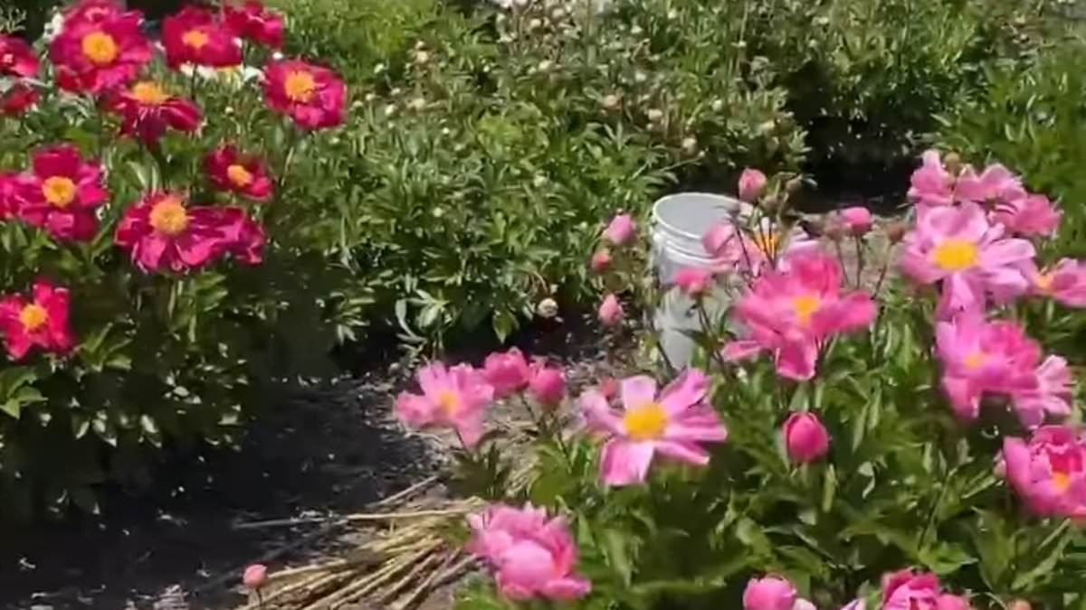 alert-–-pathetic-protesters-destroy-university’s-peony-garden-to-‘show-support-of-palestine’