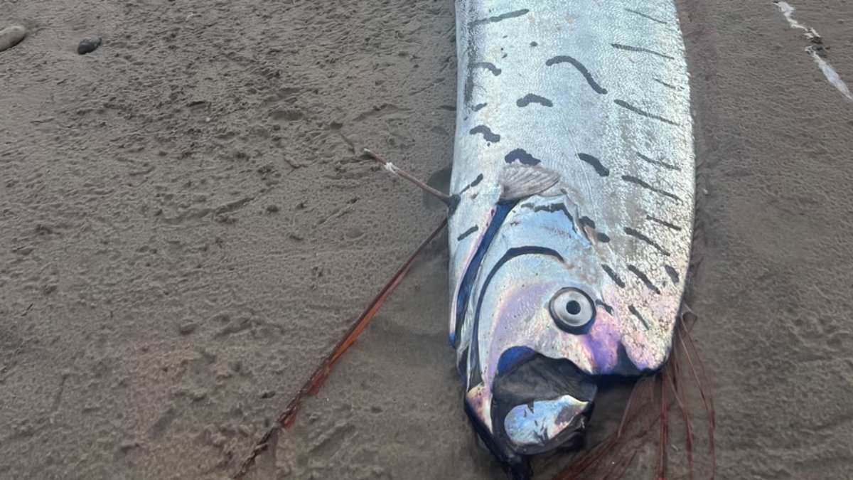alert-–-ultra-rare-‘harbinger-of-doom’-fish-seen-as-a-sign-of-looming-natural-disaster-washes-up-on-australian-beach