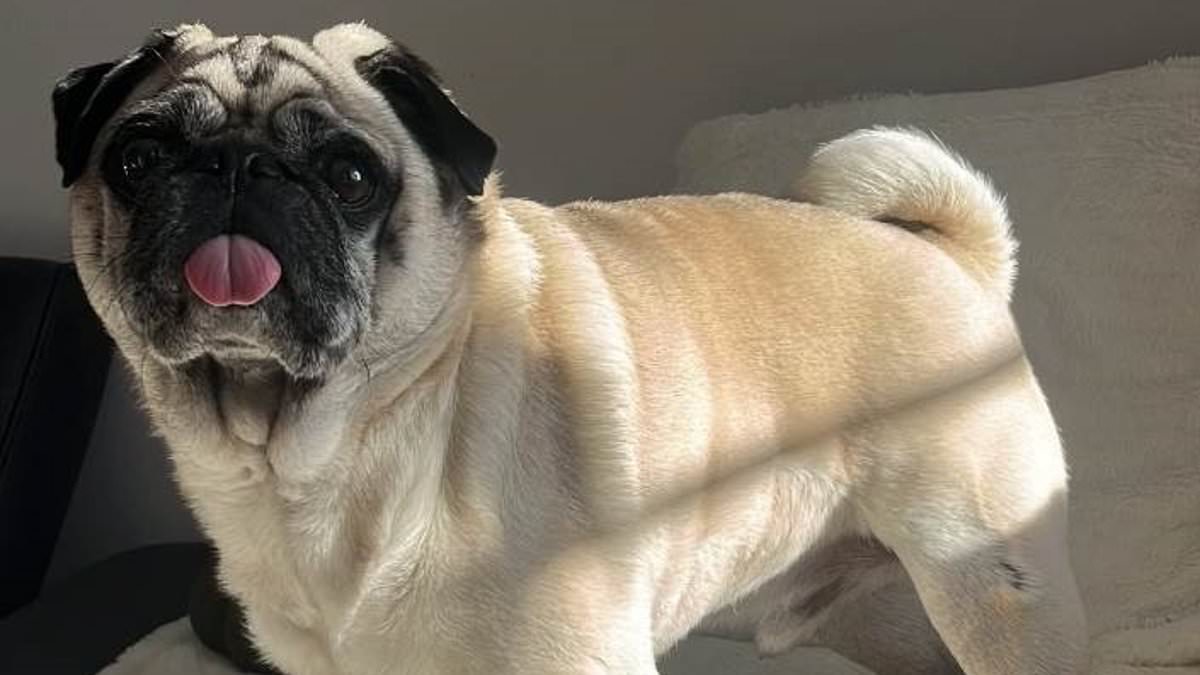 alert-–-machete-wielding-robbers-broke-into-our-home-and-stole-20k-in-jewellery-and-watches-but-we-don’t-care-about-any-of-that…-they-took-our-dog