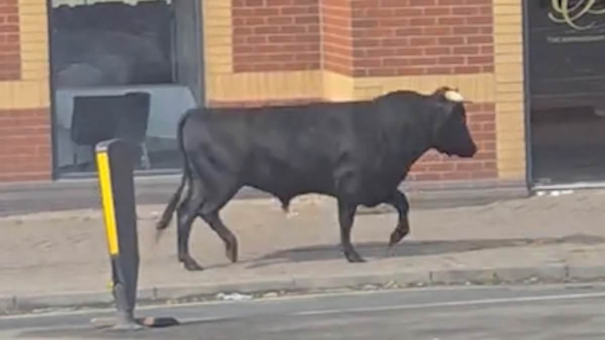 alert-–-well-they-do-have-a-bull-ring!-bull-is-on-the-loose-in-birmingham-as-police-rush-to-the-scene