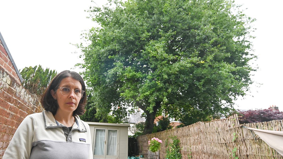 alert-–-homeowners-at-war-with-council-over-45ft-high-‘jack-and-the-beanstalk’-oak-tree-as-bosses-refuse-demands-to-cut-it-down-despite-fears-it’s-a-‘danger-to-life’