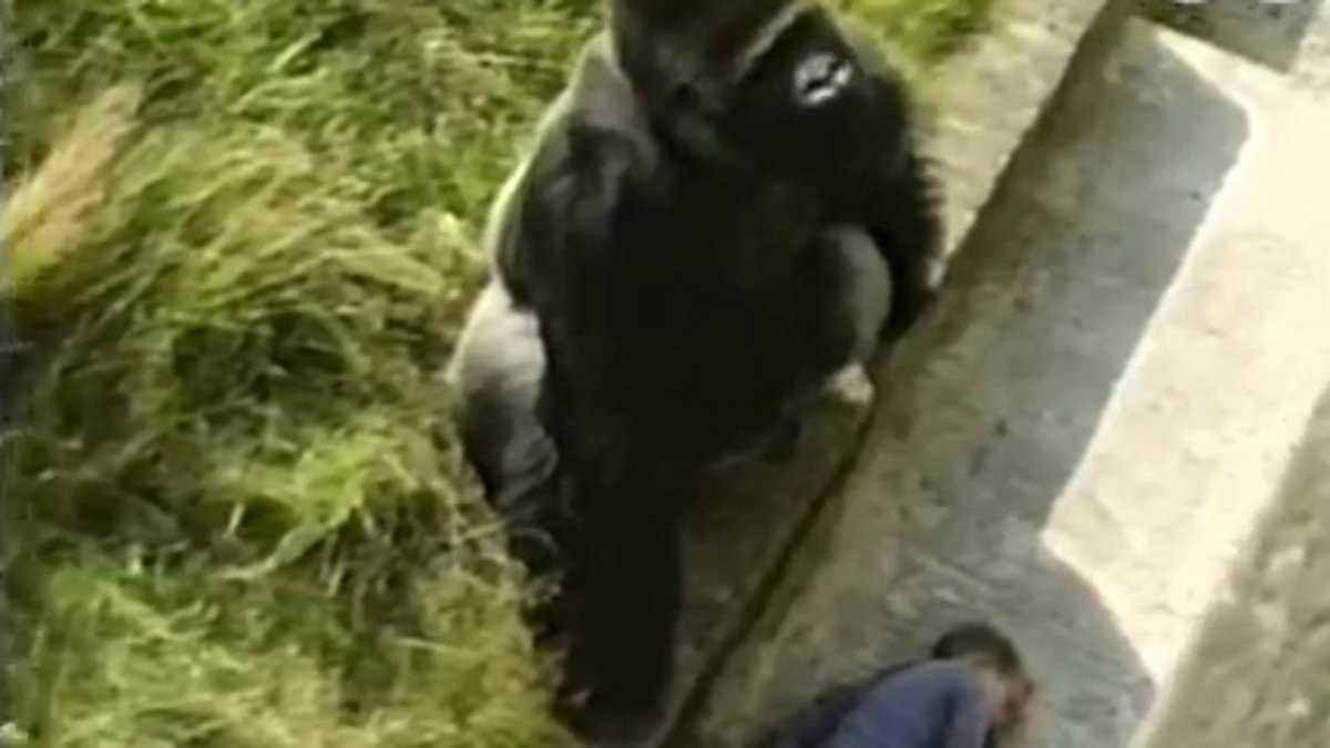 alert-–-i-cheated-death-when-i-fell-into-a-gorilla-enclosure-aged-five.-it-shaped-my-life-forever…-and-what-happened-next-was-heartbreaking