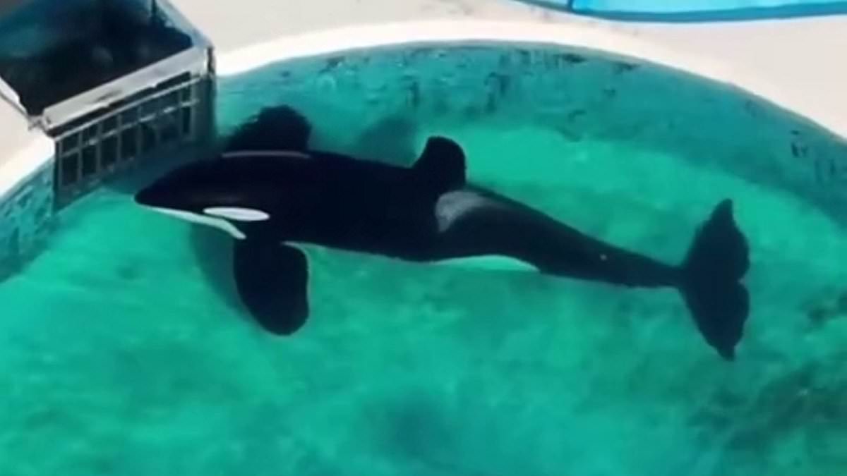 alert-–-harrowing-plight-of-world’s-loneliest-killer-whales-and-dolphins:-tragic-stories-behind-majestic-sea-creatures-neglected-and-abused-in-marine-parks