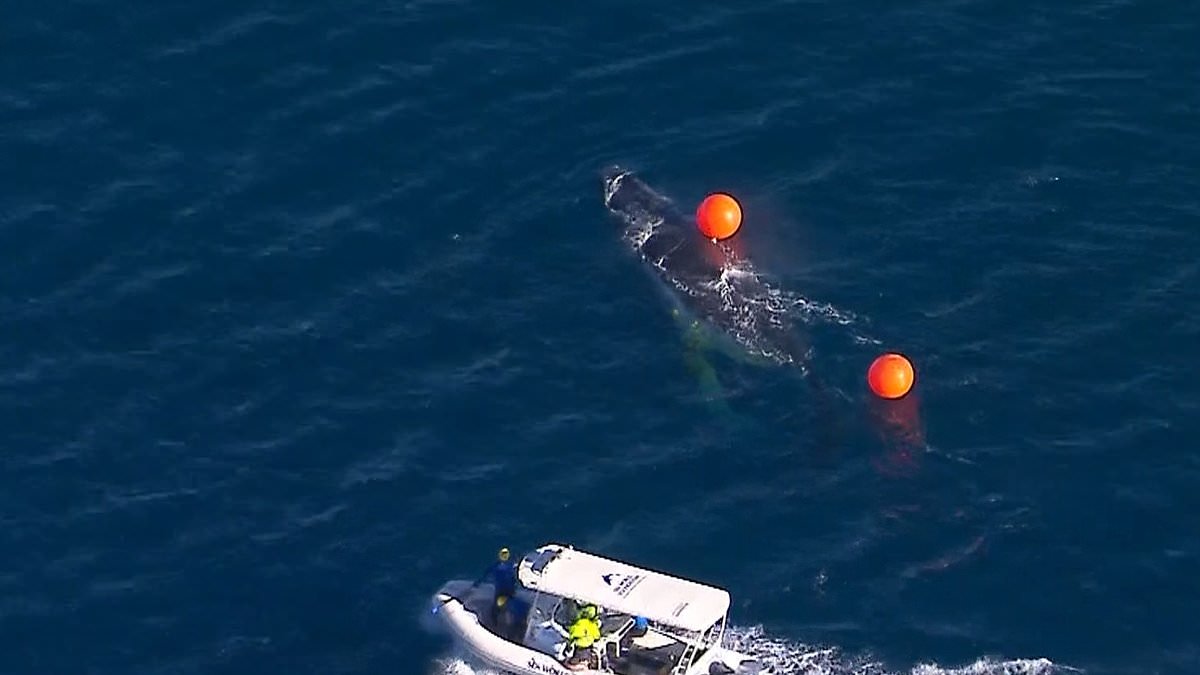 alert-–-update-after-urgent-rescue-mission-was-launched-to-free-a-whale-trapped-in-a-shark-net-along-the-gold-coast