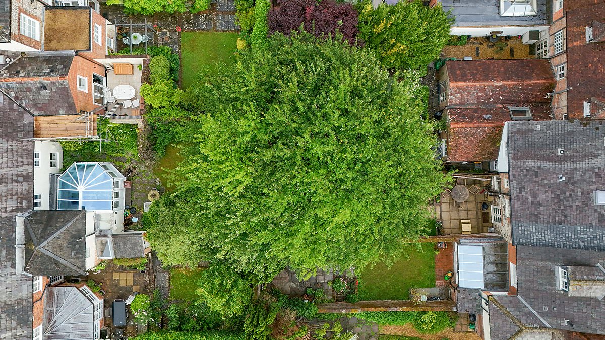 alert-–-fury-as-council-bans-homeowner-from-cutting-down-her-‘jack-and-the-beanstalk’-tree-despite-claims-from-locals-that-huge-oak-could-crush-their-homes