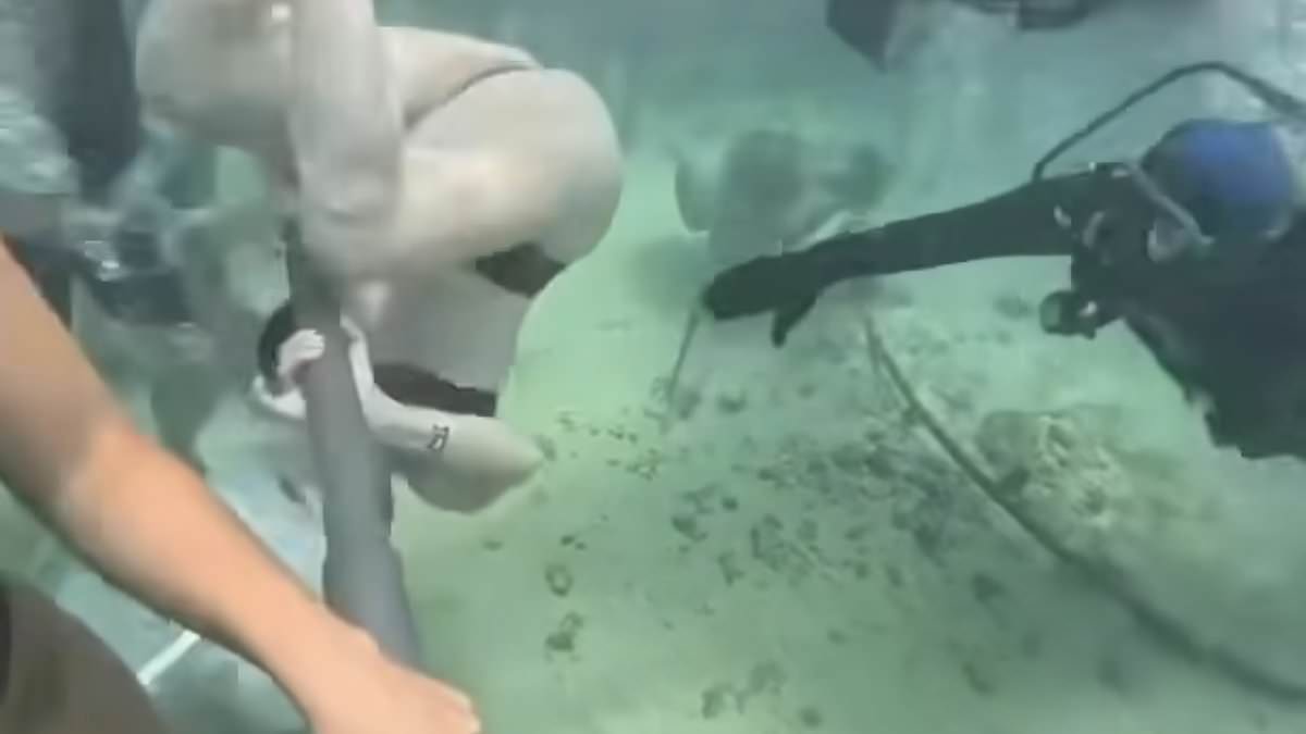 alert-–-terrifying-moment-underwater-tourist-appears-to-fight-for-life-in-viral-video-as-diver-reveal-what-really-happened