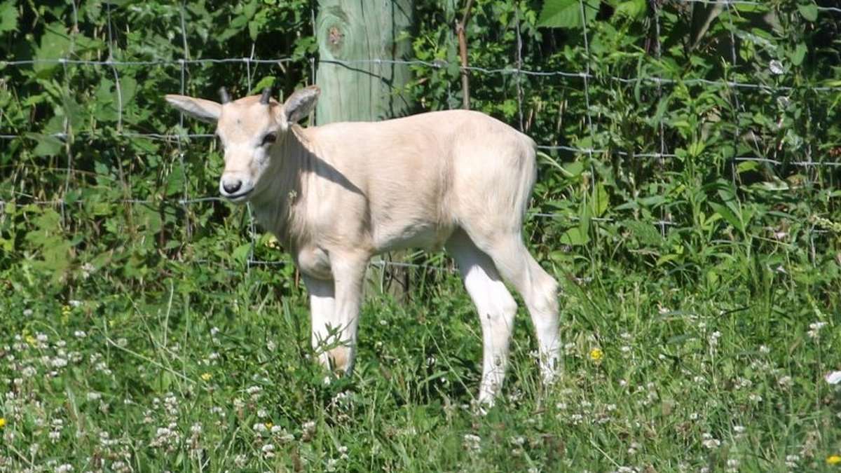 alert-–-adorable-baby-animal-on-the-brink-of-extinction-is-born-at-iowa-zoo