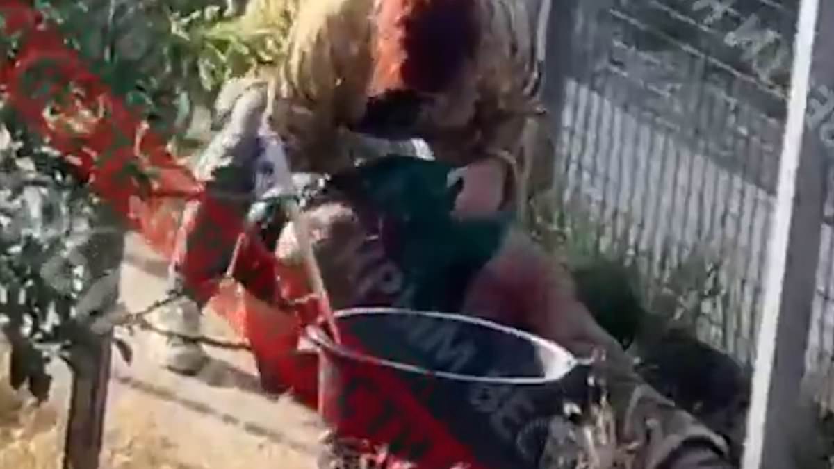 alert-–-horrifying-moment-‘lion-whisperer’-is-mauled-by-big-cat-and-‘dragged-by-his-neck-like-a-toy’-–-leaving-him-fighting-for-life