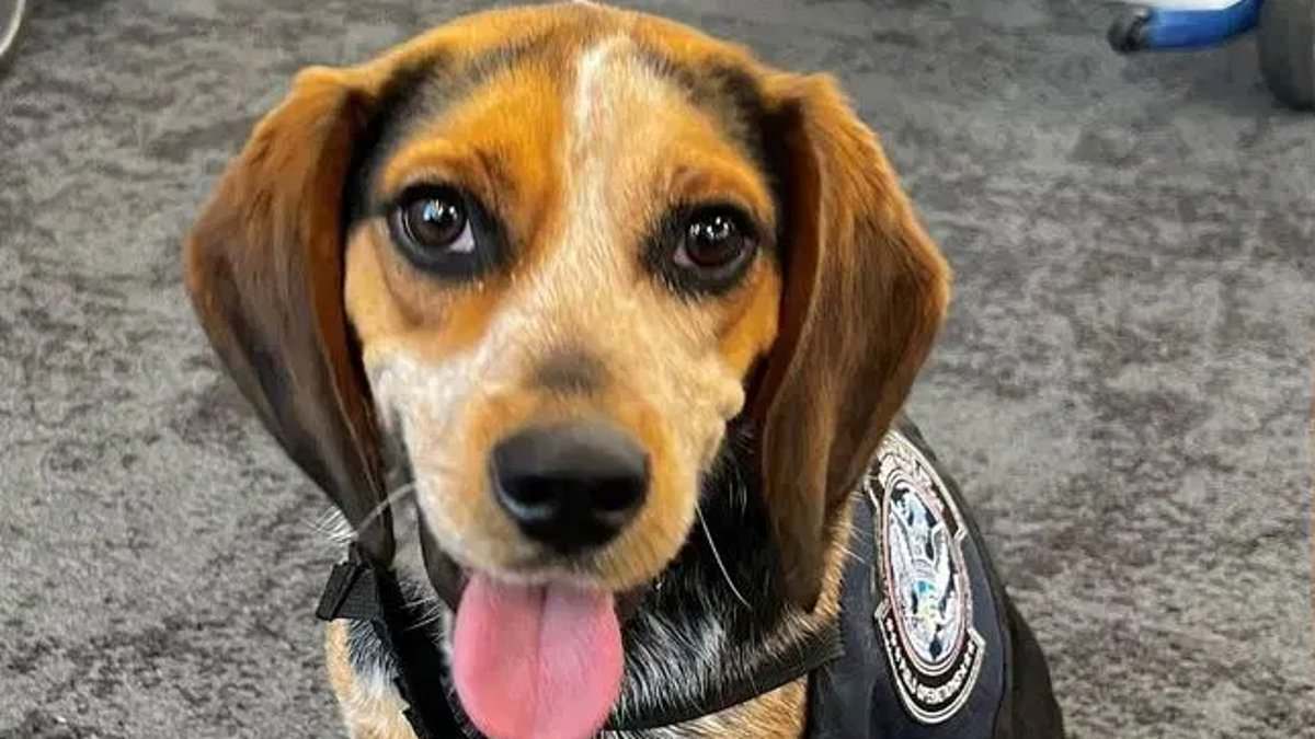 alert-–-egyptian-tourist-who-kicked-airport-sniffer-beagle-into-the-air-in-vicious-attack-gets-satisfying-punishment