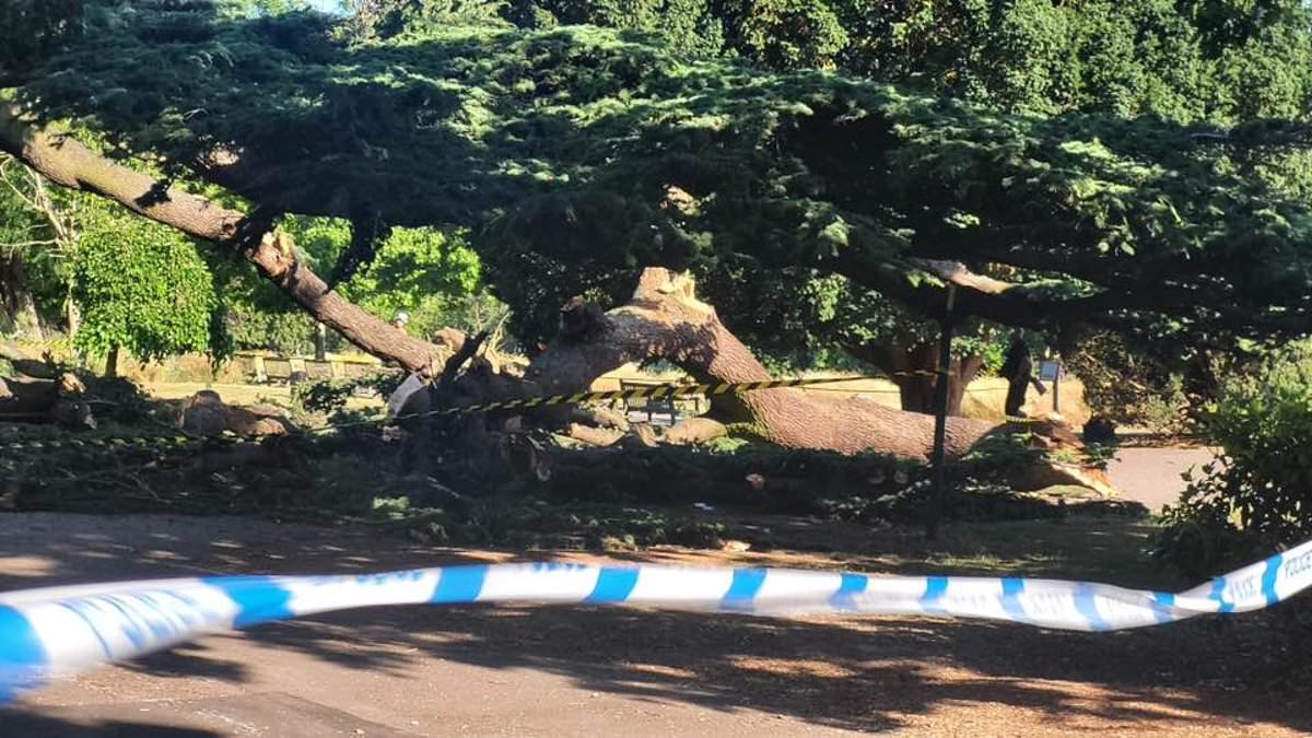 alert-–-girl,-7,-killed-and-four-injured-after-branch-from-large-tree-falls-on-kids-in-park
