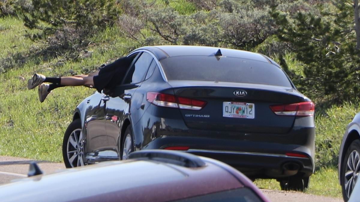 alert-–-grand-teton-tourist-dives-headfirst-through-open-car-window-to-avoid-grizzly