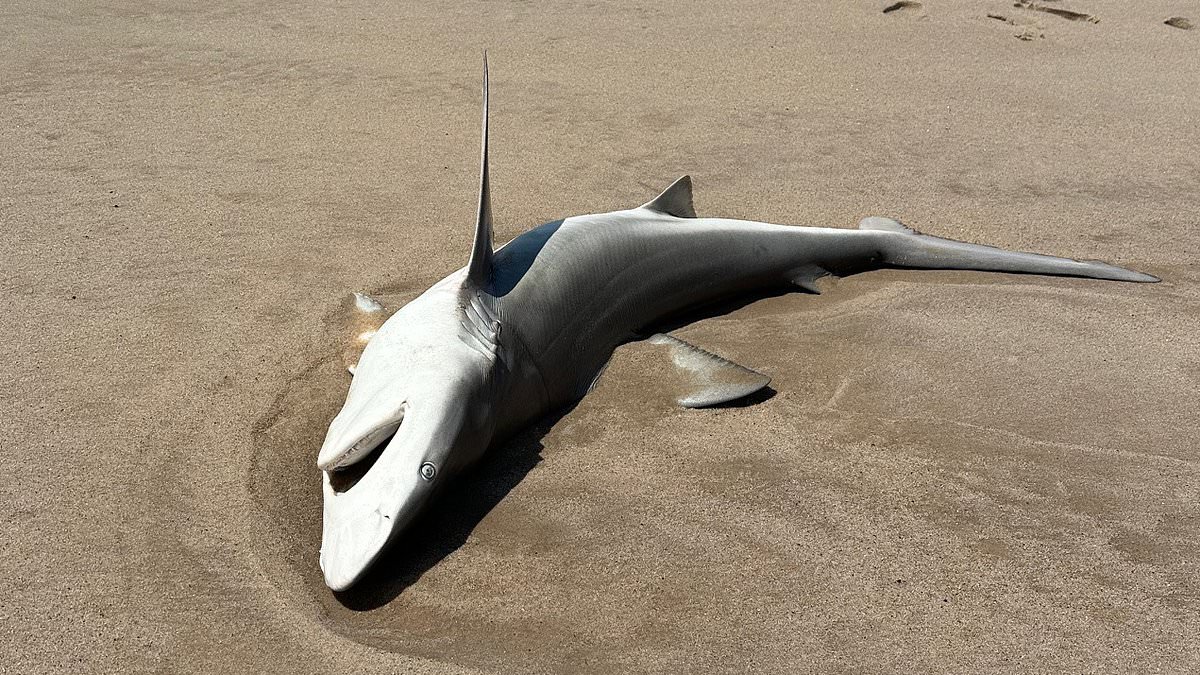 alert-–-three-huge-sharks-wash-up-on-busy-hamptons-beach-in-front-of-shocked-onlookers