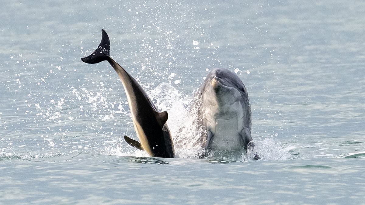 alert-–-it’s-jack-the-flipper!-killer-dolphin-on-the-loose-in-british-waters-murders-shark-and-baby-dolphin