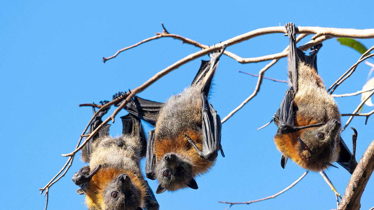 alert-–-australian-man-dies-after-catching-a-horrific-virus-spread-by-bats:-nsw-health-issues-urgent-warning