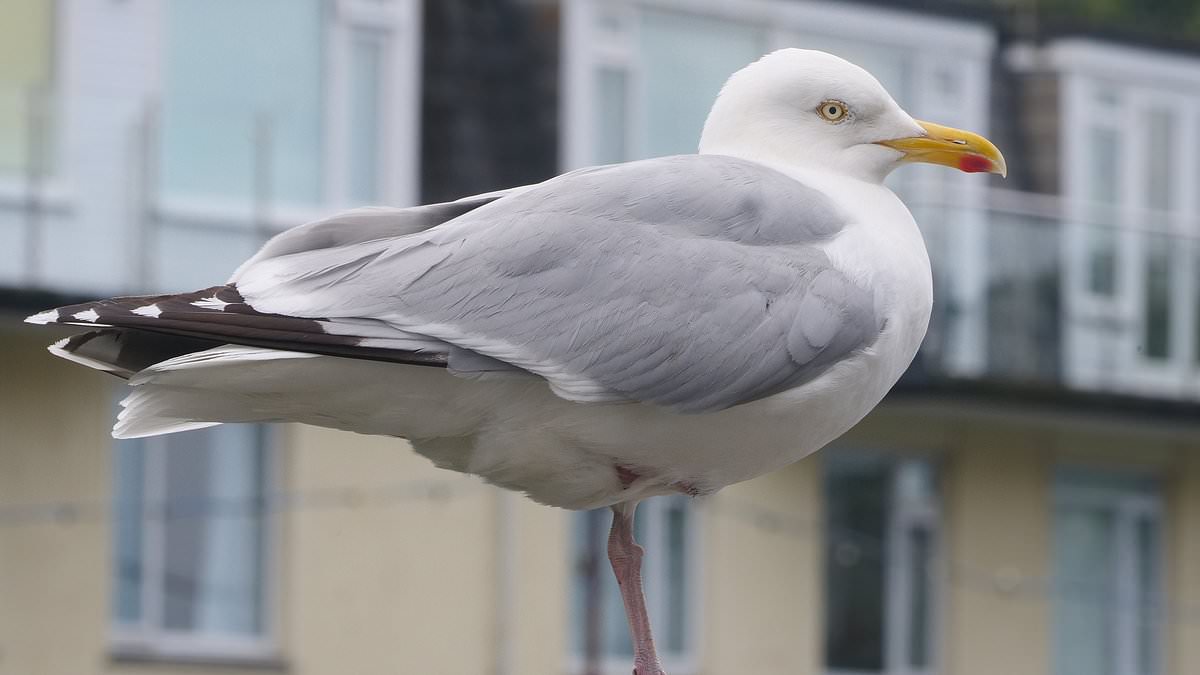 alert-–-warning-issued-as-‘drunken’-seagulls-pose-risk-to-drivers