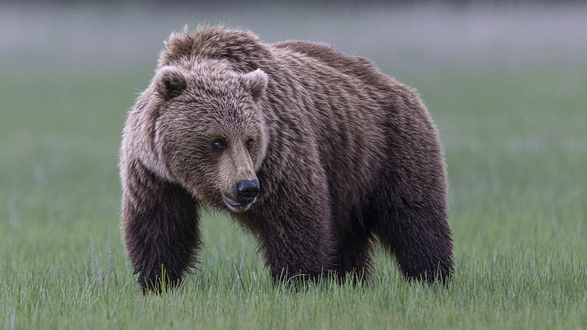 alert-–-illegal-migrants-could-be-at-mercy-of bears-next-if-top-trump-aide-has-his-way