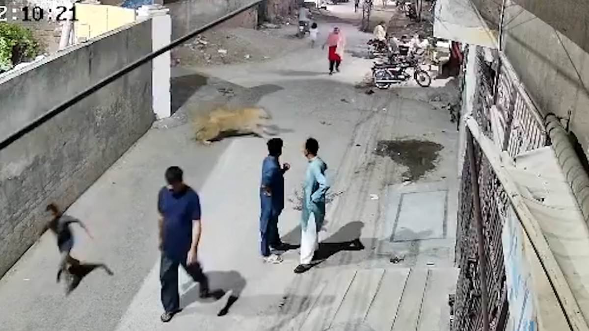 alert-–-owners-of-lion-who-‘watched-on-as-pet-attacked-a-woman-and-two-young-children’-are-arrested:-footage-shows-terrifying-scene-unfolding
