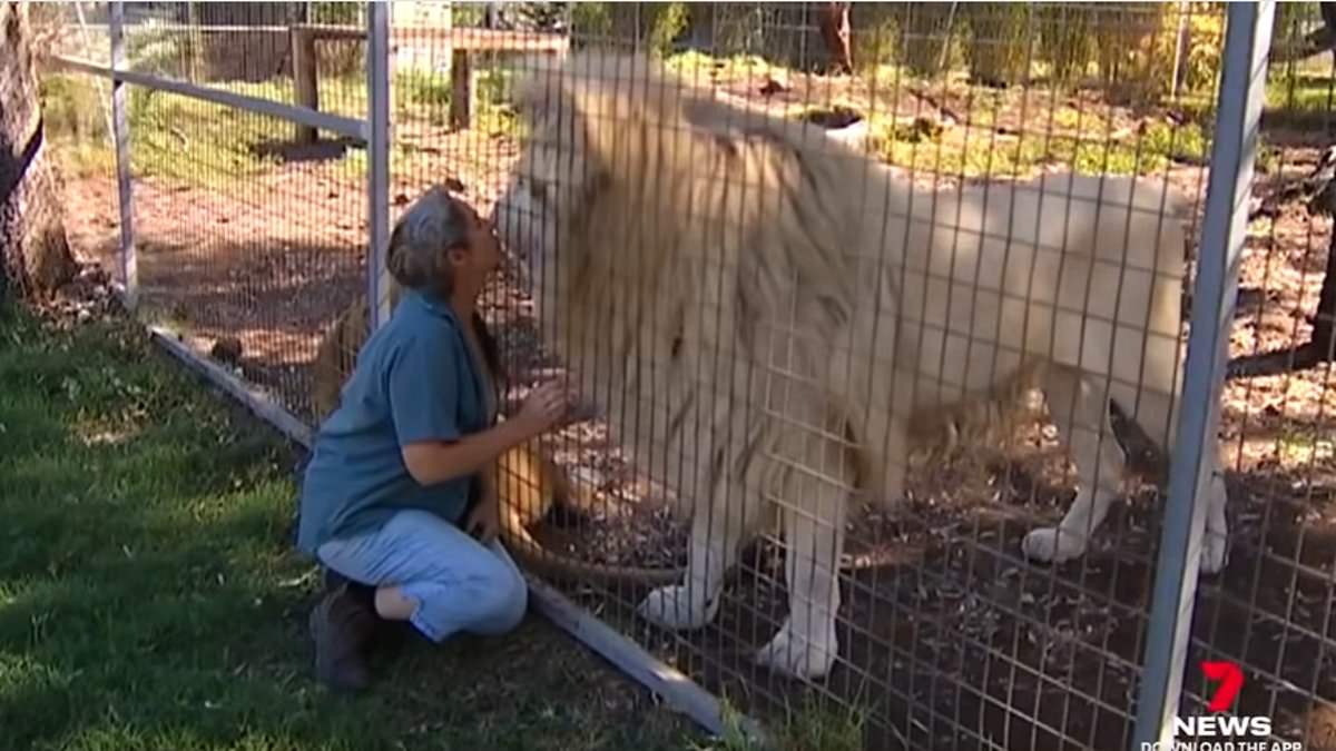 alert-–-zoo-owner-explodes-after-shocking-claim-emerges-about-woman-who-had-her-arm-torn-off-by-a-lion