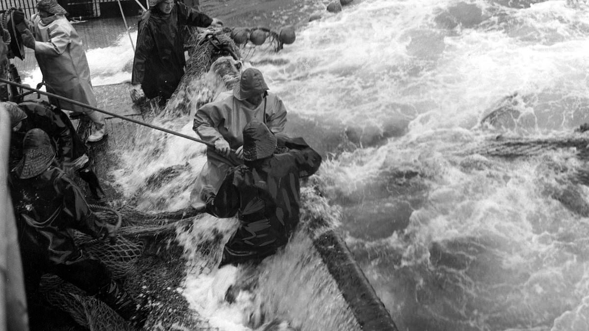 alert-–-britain’s-north-sea-fishermen-are-set-to-be-‘decolonised’-–-as-grimsby-fishing-museum-plans-to-probe-links-with-slavery,-colonialism-and-racism