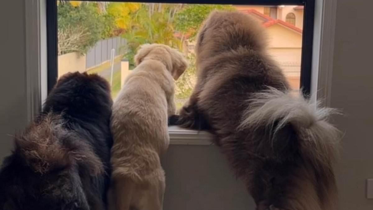 alert-–-dog-picture-posted-to-instagram-costs-an-australian-woman-$50,000