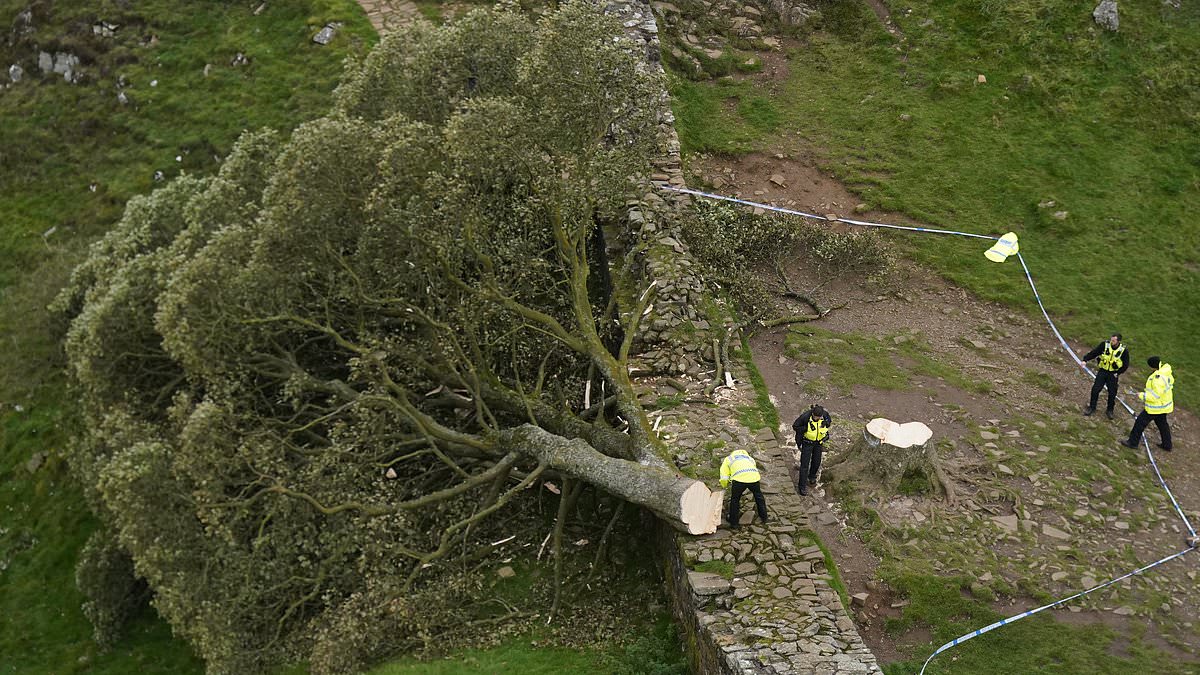 alert-–-sycamore-gap-vandal-admits-tree-felling-was-act-of-‘drunken-stupidity’-but-pair-insist-they-didn’t-mean-to-cut-it-down:-live-updates