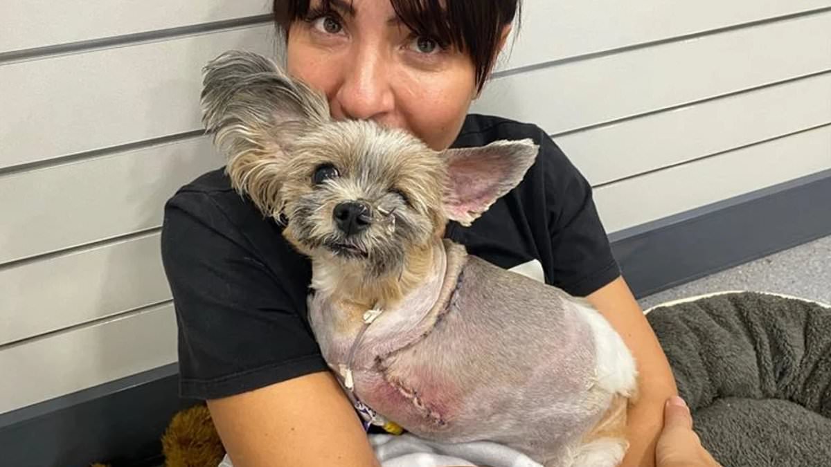 alert-–-bridal-shop-owner-awarded-$100,000-after-her-beloved-shih-tzu-lexi’s-leg-was-severed-in-vicious-dog-attack