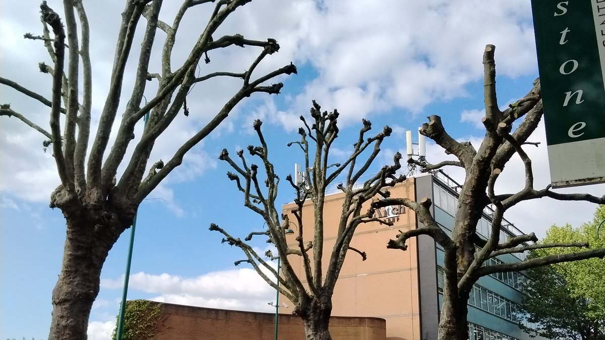 alert-–-tree-pruning-row-explodes-in-waltham-forest-as-families-accuse-council-of-‘brutal-and-inexplicable’-branch-trims