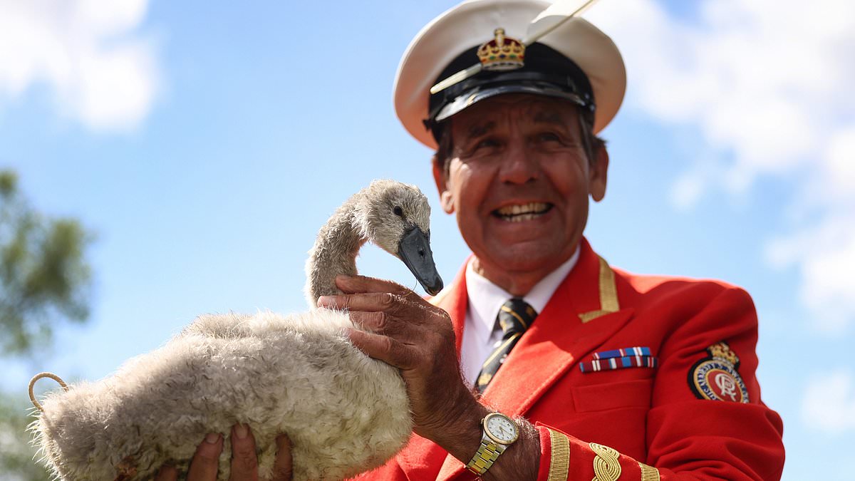 alert-–-swans-are-back-on-the-thames!-numbers-of-beloved-royal-birds-shoot-up-after-worrying-dip