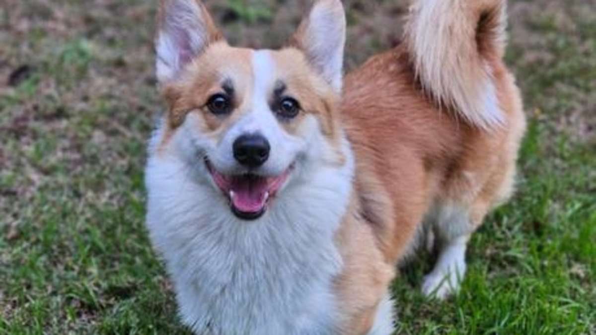 alert-–-tiny-corgi-spotted-pacing-on-filthy-balcony-and-then-surrendered-by-his-owner-is-officially-up-for-adoption