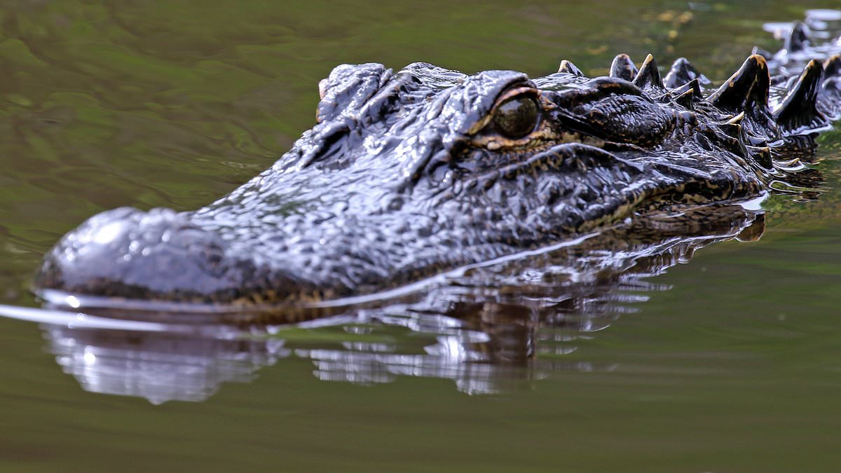 alert-–-hungry-alligator-shows-astonishing-‘mercy’-to-florida-woman,-27,-moments-after-attacking-her