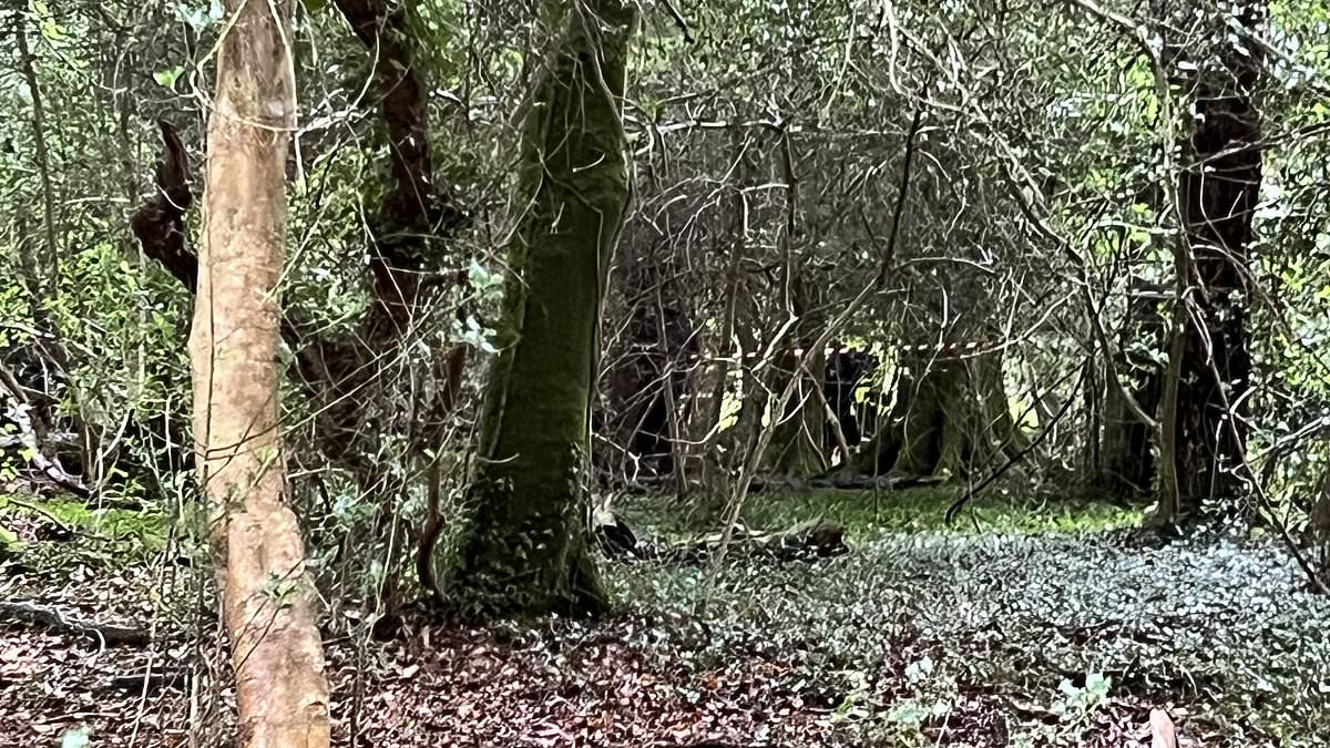 alert-–-police-say-one-body-has-been-discovered-in-woodland-where-crime-commissioner-claimed-‘multiple-bodies’-were-found-–-as-man,-39,-is-charged-with-murder