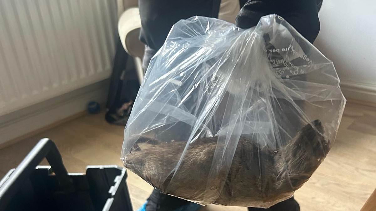 alert-–-enormous-22-inch-rat-as-big-as-a-dog-found-in-home-as-councillor-issues-giant-rodent-warning-for-thousands-of-residents