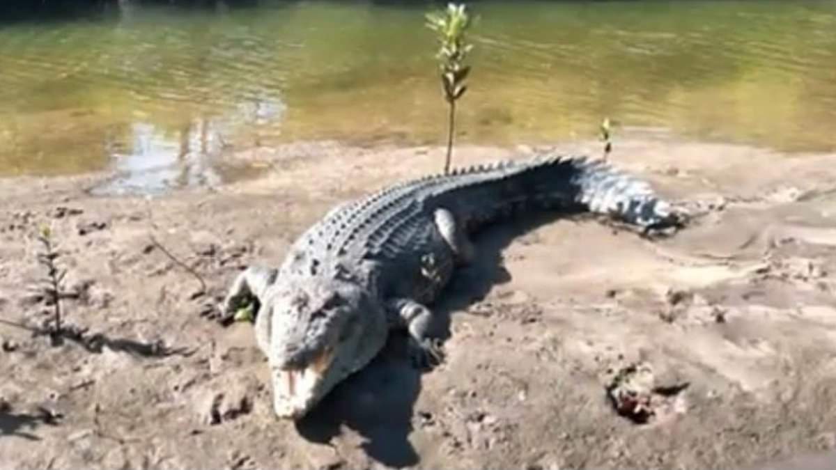 alert-–-beloved-crocodile-‘big-john’-is-found-decapitated-in-far-north-queensland