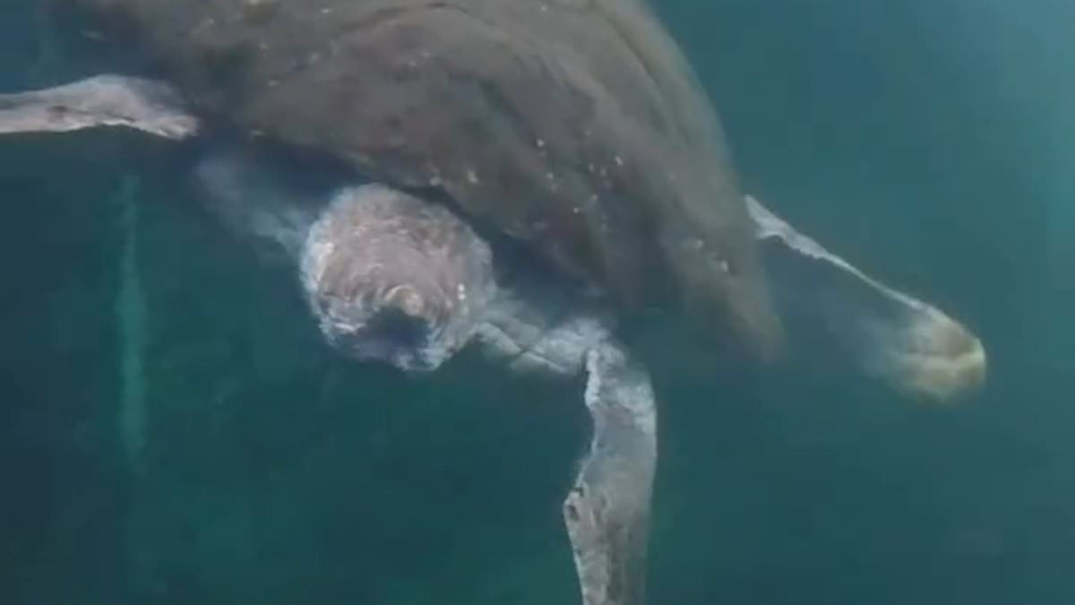 alert-–-oldest-known-turtle-sheds-tracking-device-after-being-freed-from-aquarium-and-swims-towards-rio