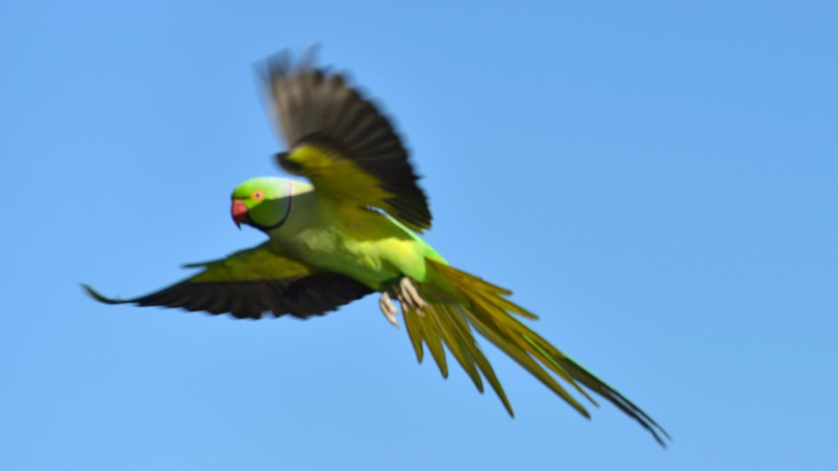 alert-–-the-predator-that’s-set-to-clip-the-wings-of-britain’s-growing-green-parakeet-population