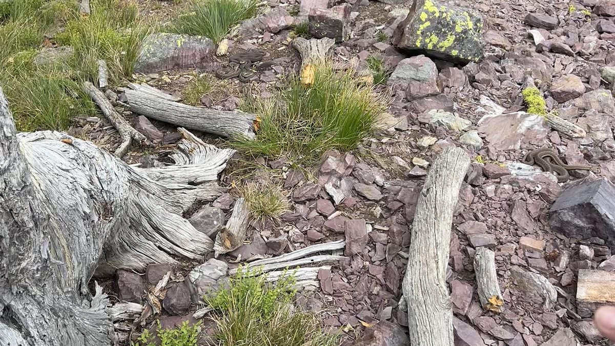 alert-–-simple-dog-walk-snap-hides-hidden-predators-–-can-you-spot-four-snakes-in-photo-in-under-30-seconds?