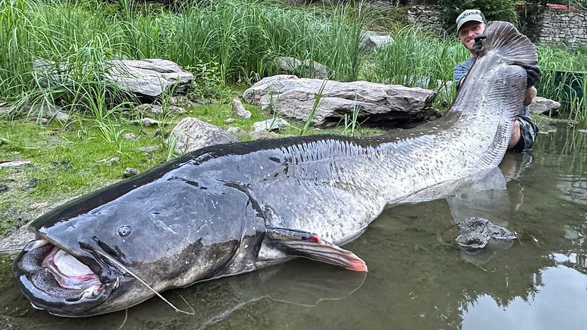 alert-–-cat-ch-of-the-day!-angler-catches-enormous-9ft-catfish-after-50-minute-battle