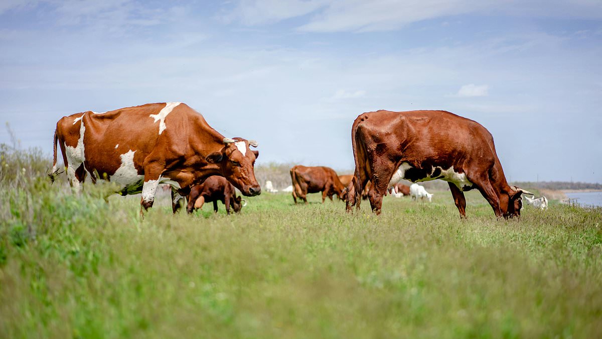 alert-–-farmer-‘raped-wife,-underage-daughter-and-a-cow…-and-made-his-partner-watch-other-acts-of-bestiality-with-calves’