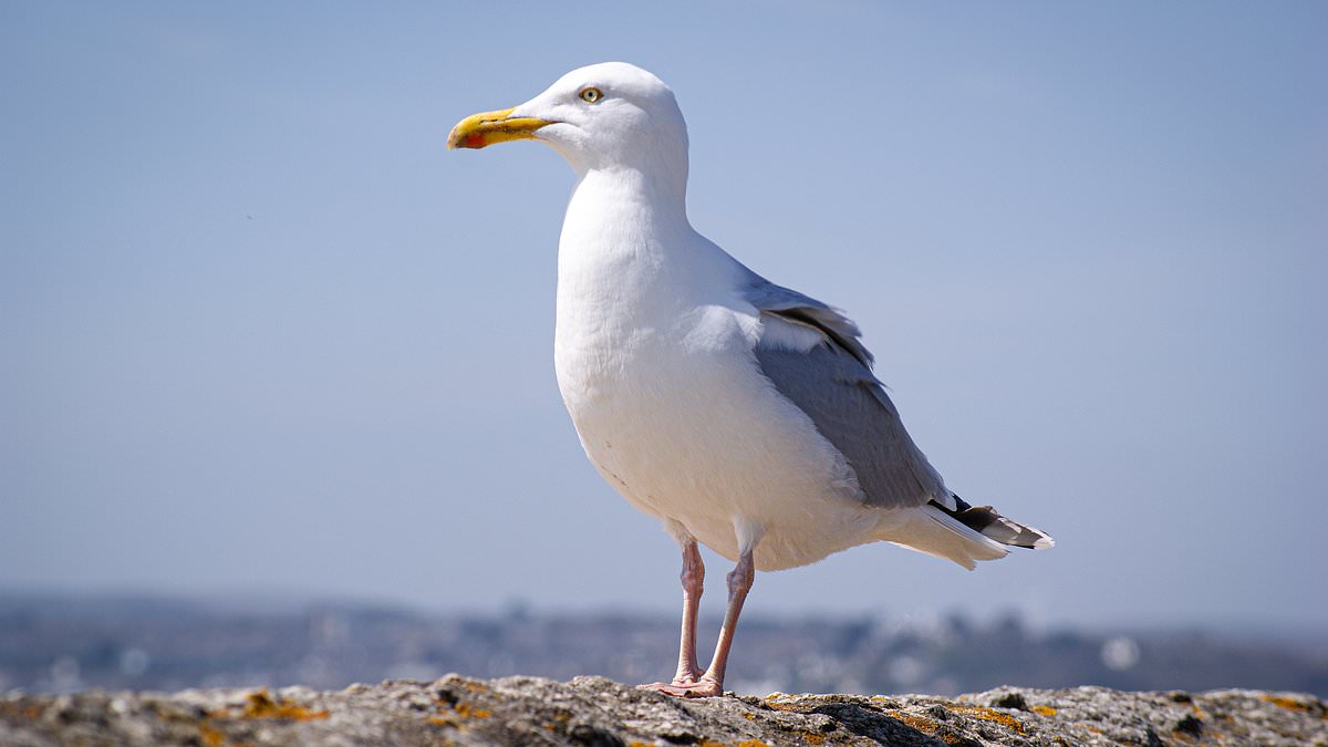 alert-–-seagull-is-kicked-to-death-after-stealing-fish-from-customer-outside-a-chippy