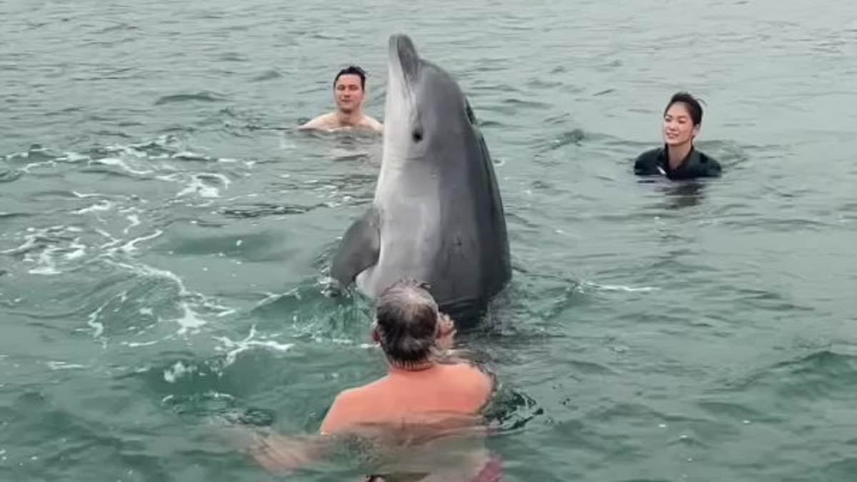 alert-–-marine-experts-issue-worrying-update-about-playful-dolphin-that-joined-family-for-swim-in-dorset