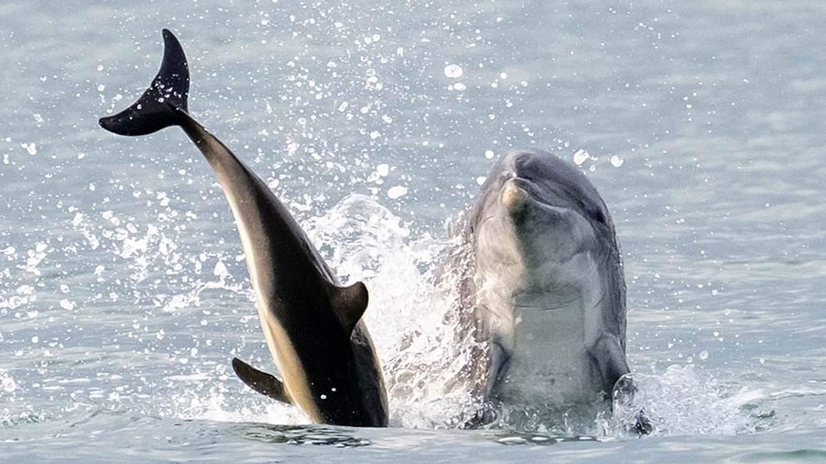 alert-–-when-dolphins-attack!-the-furious-flippers-committing-vicious-and-unprovoked-assaults-on-swimmers