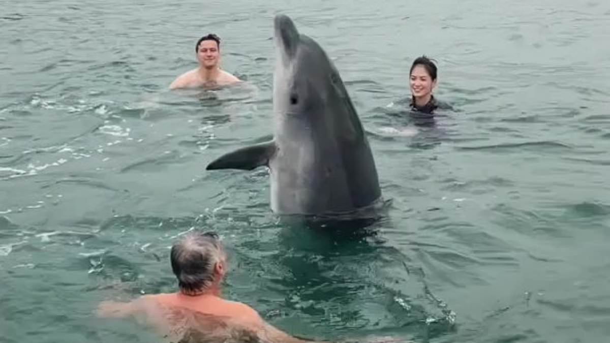 alert-–-do-male-dolphins-like-reggie-really-find-women-in-wetsuits-sexually-attractive?-after-two-incidents-off-lyme-regis-this-week,-marine-experts-answer-the-mind-boggling-question