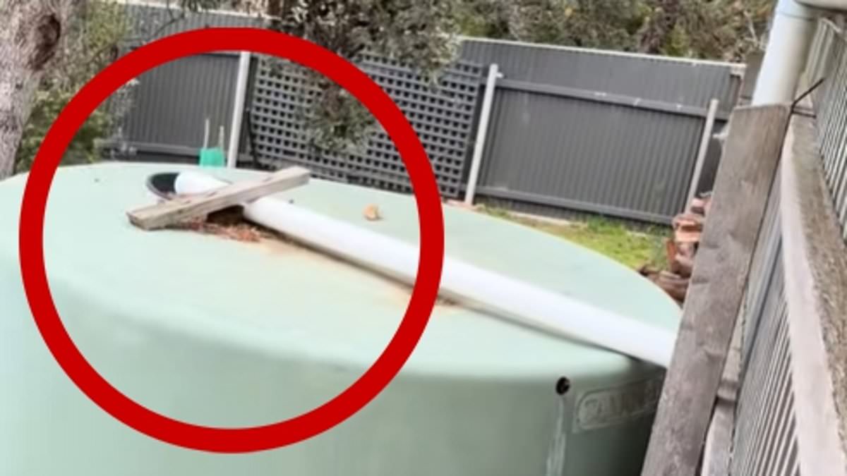 alert-–-shock-discovery-in-aussie-backyard-divides-opinion-as-neighbour-lashes-out:-‘what-the-hell?’