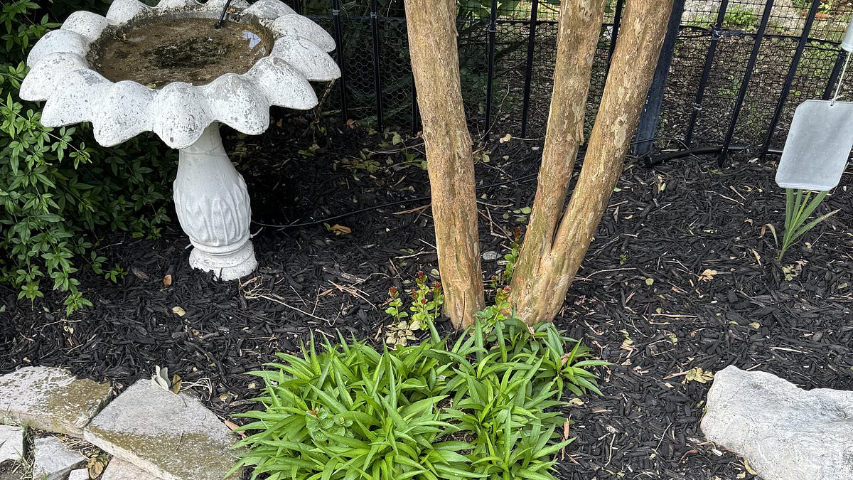 alert-–-homeowner-horrified-after-narrowly-missing-5-foot-rattlesnake-hiding-in-plain-sight-–-can-you-find-it-in-20s-or-less?