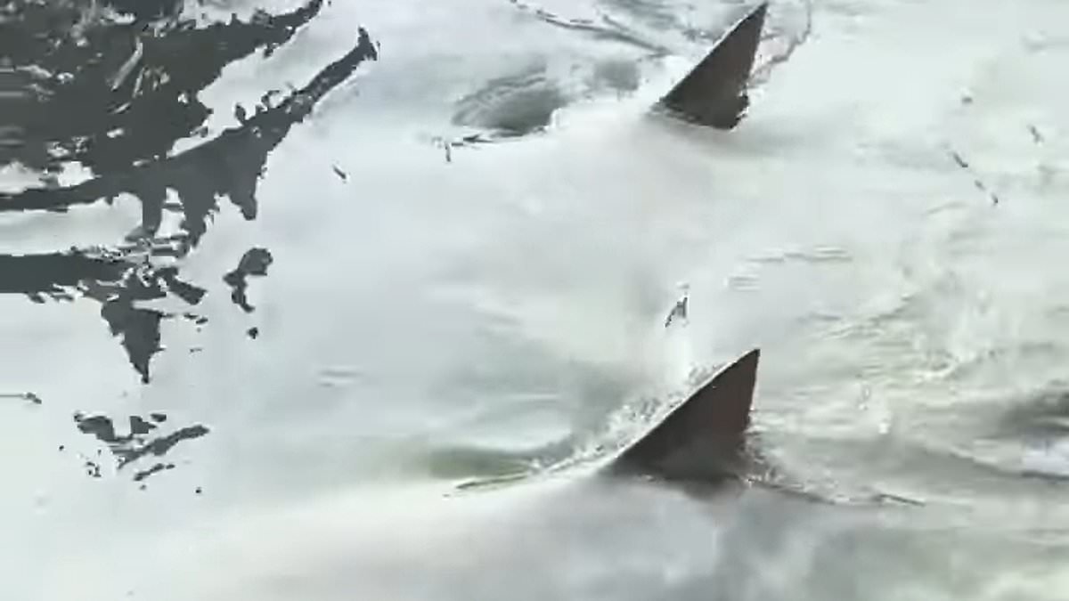 alert-–-alligator-and-shark-spotted-swimming-together-in-waters-off-famed-south-carolina-tourist-spot